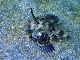 セミホウボウ幼魚