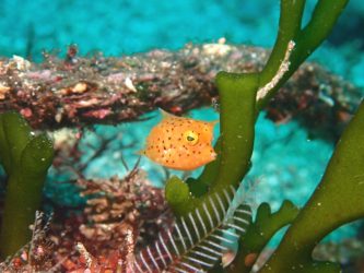 ウミスズメ幼魚