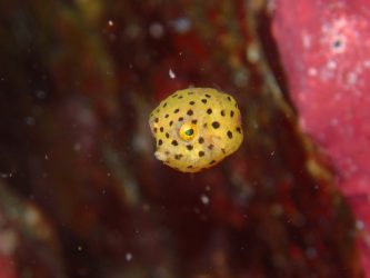 ミナミハコフグ幼魚