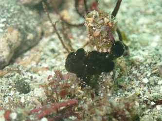 オオモンカエルアンコウ幼魚