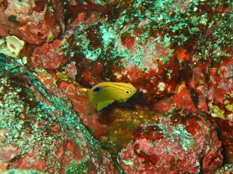 クロメガネスズメダイ幼魚