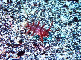 オビテンスモドキ幼魚