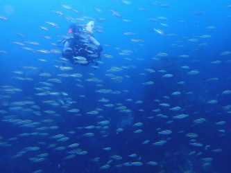 イサキ幼魚の群れ