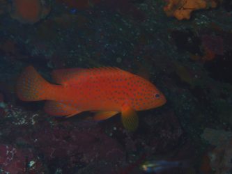 ユカタハタ