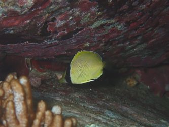 ゴマチョウチョウウオ