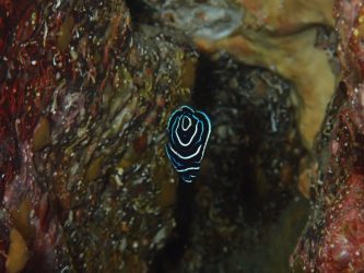 タテジマキンチャクダイ幼魚