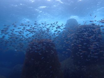 ハタンポとイシモチ幼魚の群れ