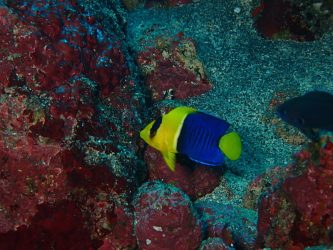 ソメワケヤッコ幼魚