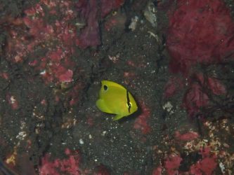 シテンヤッコ幼魚