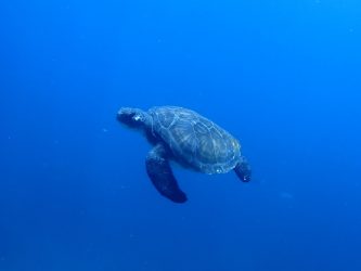 アオウミガメ