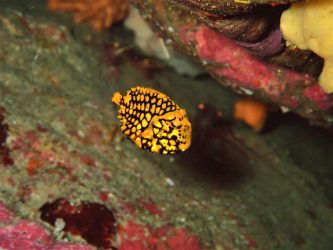 マツカサウオ幼魚