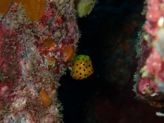 ミナミハコフグ幼魚