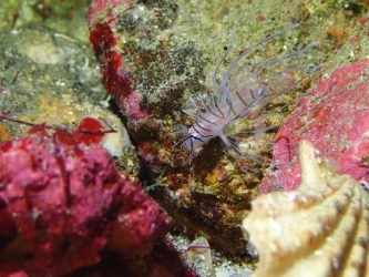 ハナミノカサゴ幼魚