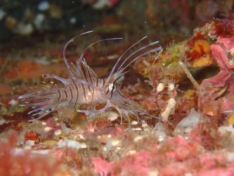 ハナミノカサゴ幼魚