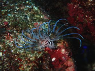 ハナミノカサゴ幼魚