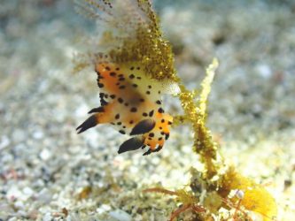 フジタウミウシの仲間