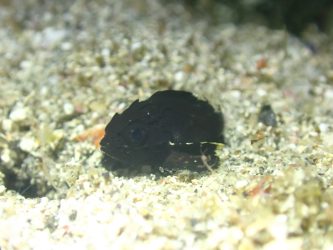 ヒレナガカサゴ幼魚