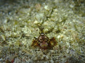 ヒレボシミノカサゴ幼魚
