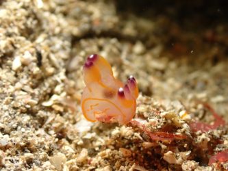 クチナシツノザヤウミウシ