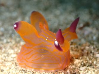 クチナシツノザヤウミウシ