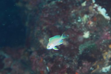 キシマハナダイ幼魚