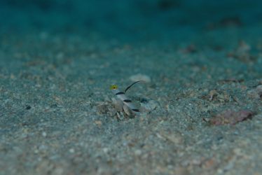 ヒレナガネジリンボウ