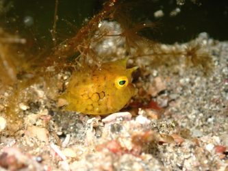 ウミスズメ幼魚