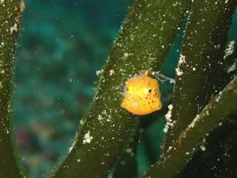 ウミスズメの幼魚