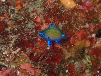 アマミスズメダイ幼魚