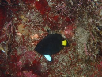 クロキンチャクダイ幼魚