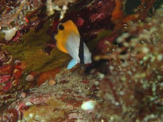 トゲチョウチョウウオ幼魚