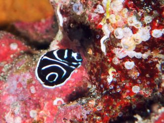 タテジマキンチャクダイ幼魚