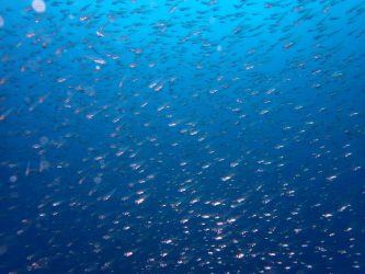イシモチ幼魚