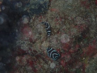 タテジマキンチャクダイ幼魚