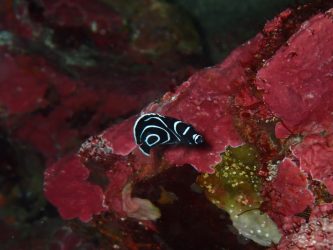 タテジマキンチャクダイ幼魚