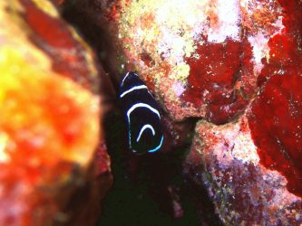 サザナミヤッコ幼魚