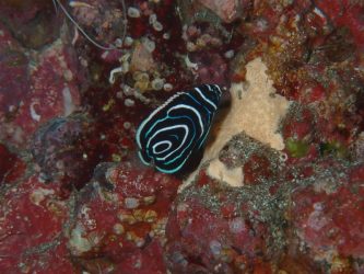 タテジマキンチャクダイ幼魚