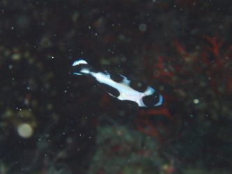 マダラタルミ