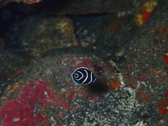 タテジマキンチャクダイ幼魚