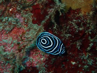 タテジマキンチャクダイ幼魚