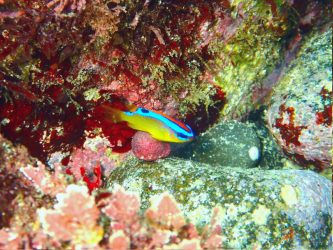 ミヤコキセンスズメダイ幼魚