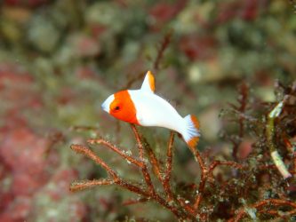 イロブダイ幼魚