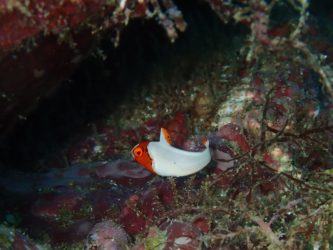 イロブダイ幼魚