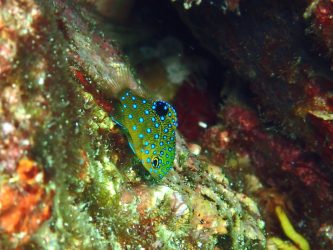 ルリホシスズメダイ幼魚