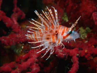 ミズヒキミノカサゴ幼魚