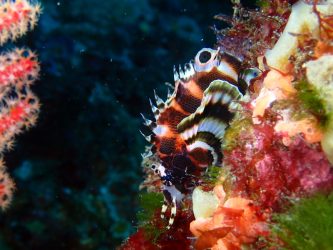 ヒレボシミノカサゴ幼魚