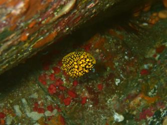 マツカサウオ幼魚