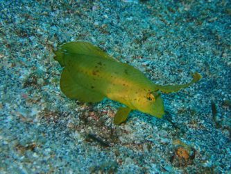 ホシテンス幼魚