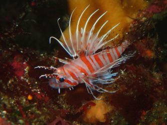 ネッタイミノカサゴ幼魚