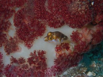 ハナキンチャクフグの幼魚